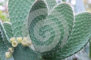 Big green cactus plant with thorn