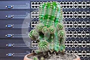 Big green cactus in a pot on a background of computer servers and switches