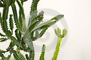 Big green cactus on a white background