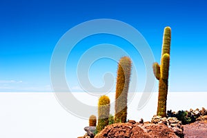 Big green cactuses on Incahuasi island, Salar de Uyuni salt flat, Bolivia