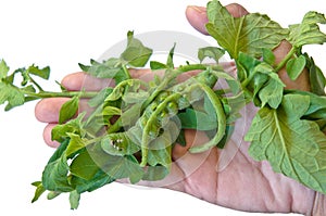 Big green caterpillar eating tomato leaves on hand