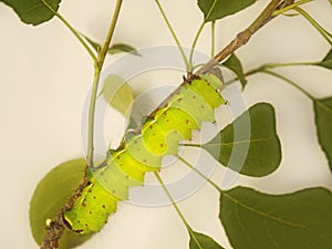 A big green caterpillar of Indian moon moth, Actias selene, on a tree branch