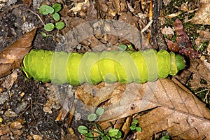 Caterpillar of a luna moth in New Hampshire woods.