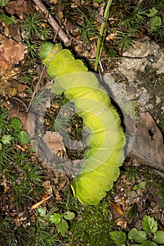 Caterpillar of a luna moth in New Hampshire woods.