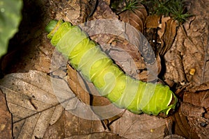 Caterpillar of a luna moth in New Hampshire woods.