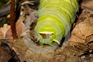 Caterpillar of a luna moth in New Hampshire woods.