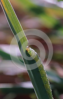 Big green Caterpillar on a vertical Leaf , eating