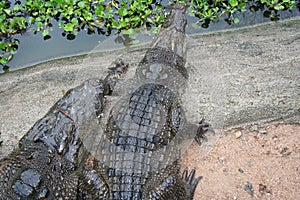 Big green crocodile tends to water