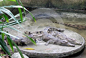 Big green crocodile tends to water