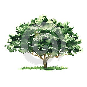 Big green deciduous tree, garden or forest element for design, isolated, hand drawn watercolor illustration on white