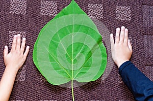 big green eco leaf of catalpa bignonioides size in comparation with childrens hands put on brown carpet photo