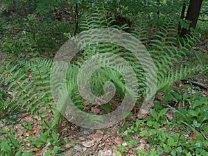 Big green fern in the forest