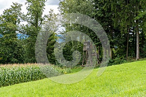 Big green field of corn and a raised hide for hunting