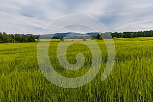 Big green fields of wheat trees and bushes in mountains