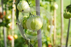 Big green fleshy of beefsteak tomato growing on a stem.