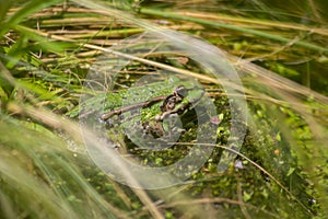 Big green frog lurking in a pond for insects like bees and flies in close-up-view and macro shot shows motionless amphibian