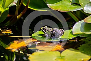 Big green frog lurking in a pond for insects like bees and flies in close-up-view and macro shot shows motionless amphibian