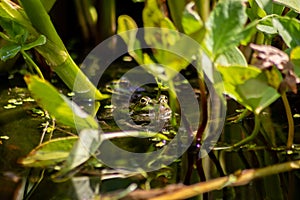 Big green frog lurking in a pond for insects like bees and flies in close-up-view and macro shot shows motionless amphibian