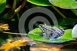 Big green frog lurking in a pond for insects like bees and flies in close-up-view and macro shot shows motionless amphibian