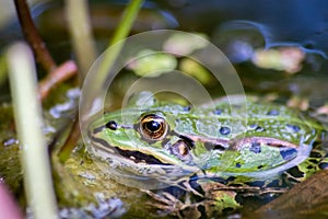 Big green frog lurking in a pond for insects like bees and flies in close-up-view and macro shot shows motionless amphibian