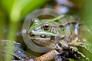 Big green frog lurking in a pond for insects like bees and flies in close-up-view and macro shot shows motionless amphibian