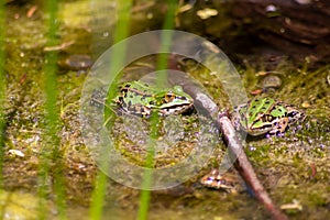 Big green frog lurking in a pond for insects like bees and flies in close-up-view and macro shot shows motionless amphibian