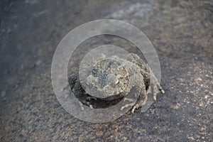 Big green frog on the rock. Close up of big frog on the rock