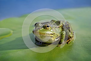 Big green frog sitting on a green leaf lily