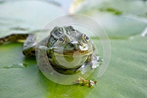 Big green frog sitting on a green leaf lily