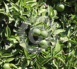 big green fruits called Bergamot or bergamia