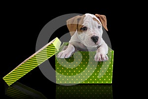 Cute puppy American Staffordshire Terrier in green giftbox with lid on a black background