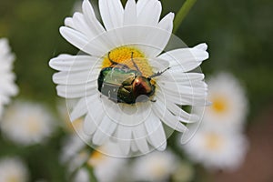 Big green glazed bug sitting on white daisy flower