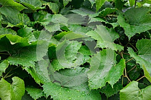 Big green grape leaves close up after rain at the summer