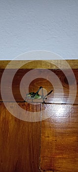 Big green grasshoper