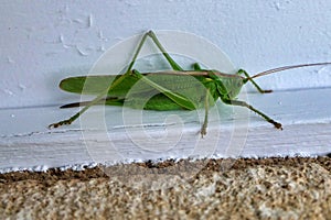 Big Green Grasshopper