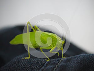 Big Green Grasshopper Closeup