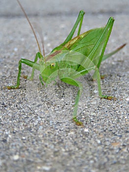 Big green grasshopper on gray background