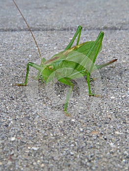 Big green grasshopper on gray background