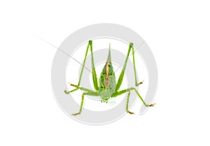 Big green grasshopper isolated on white