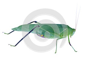 big green grasshopper isolated on white background