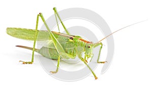 Big green grasshopper isolated