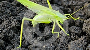 Big green grasshopper lays her eggs in the soil