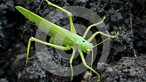 Big green grasshopper lays her eggs in the soil