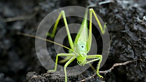 Big green grasshopper lays her eggs in the soil