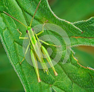 Big green grasshopper on the leaves