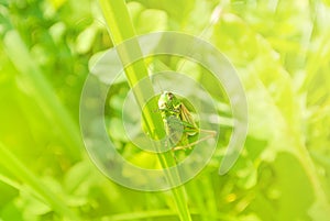 Big green grasshopper sitting on a blade of grass in beautiful s