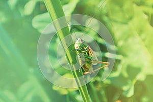 Big green grasshopper sitting on a blade of grass in beautiful s