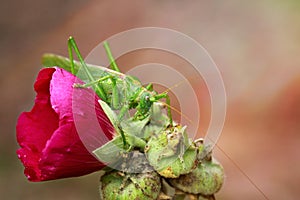 Big green grasshopper sitting on a flower mallow.