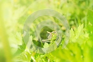Big green grasshopper sitting on a green leaf in beautiful sunlight macro close-up background with blurred green soft focus