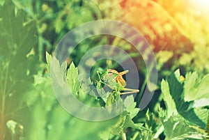 Big green grasshopper sitting on a green leaf in beautiful sunlight macro close-up background with blurred green soft focus